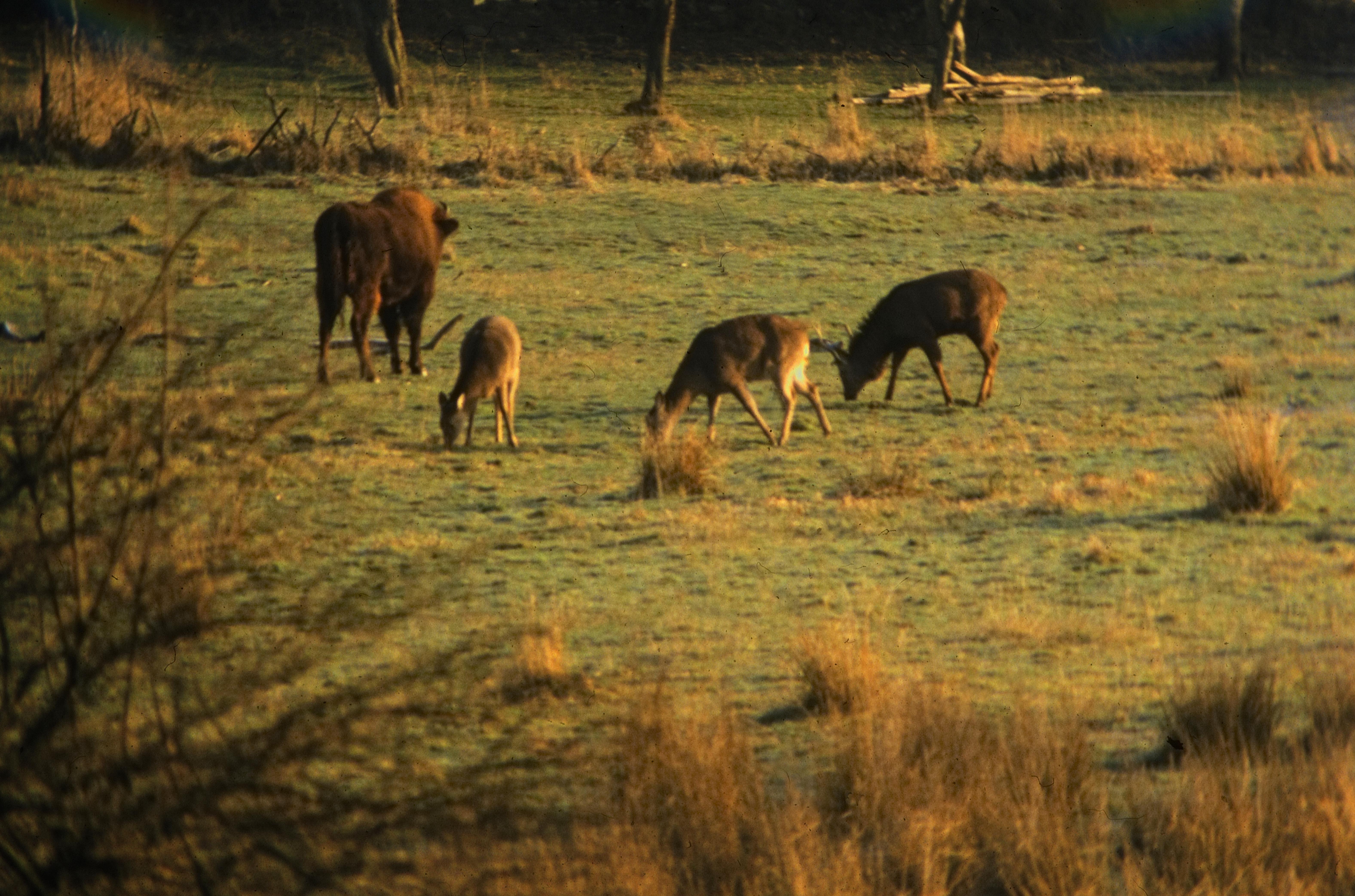 Tiergehege Hasseldieksdamm